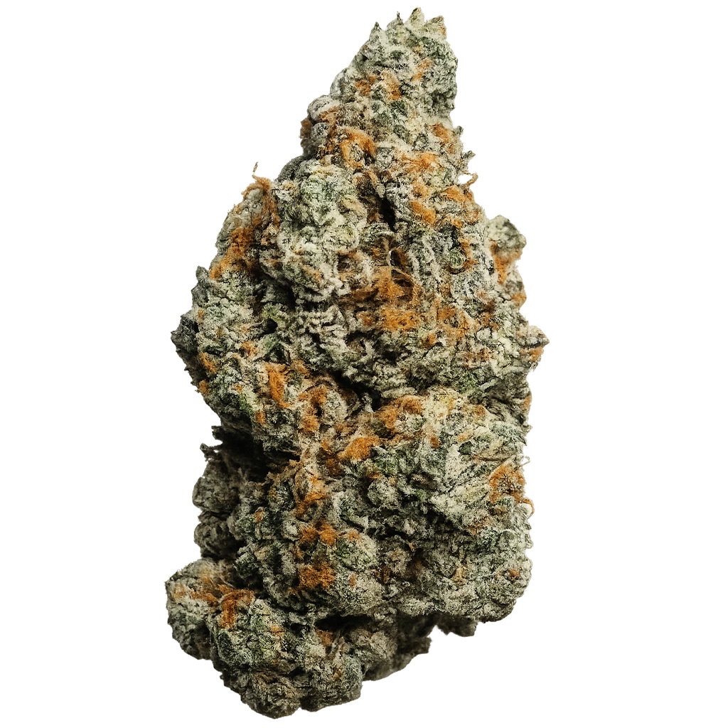 Biscotti strain with frosty purple-green buds, sweet cookie aroma, creamy dessert terps, and dense trichome coverage.