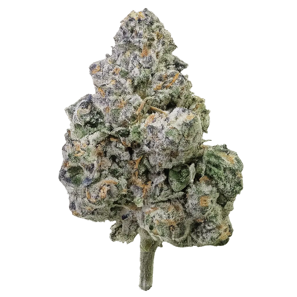 Crusher Claw strain with frosty dark buds, loud gas aroma, earthy kush notes, and dense trichome coverage.