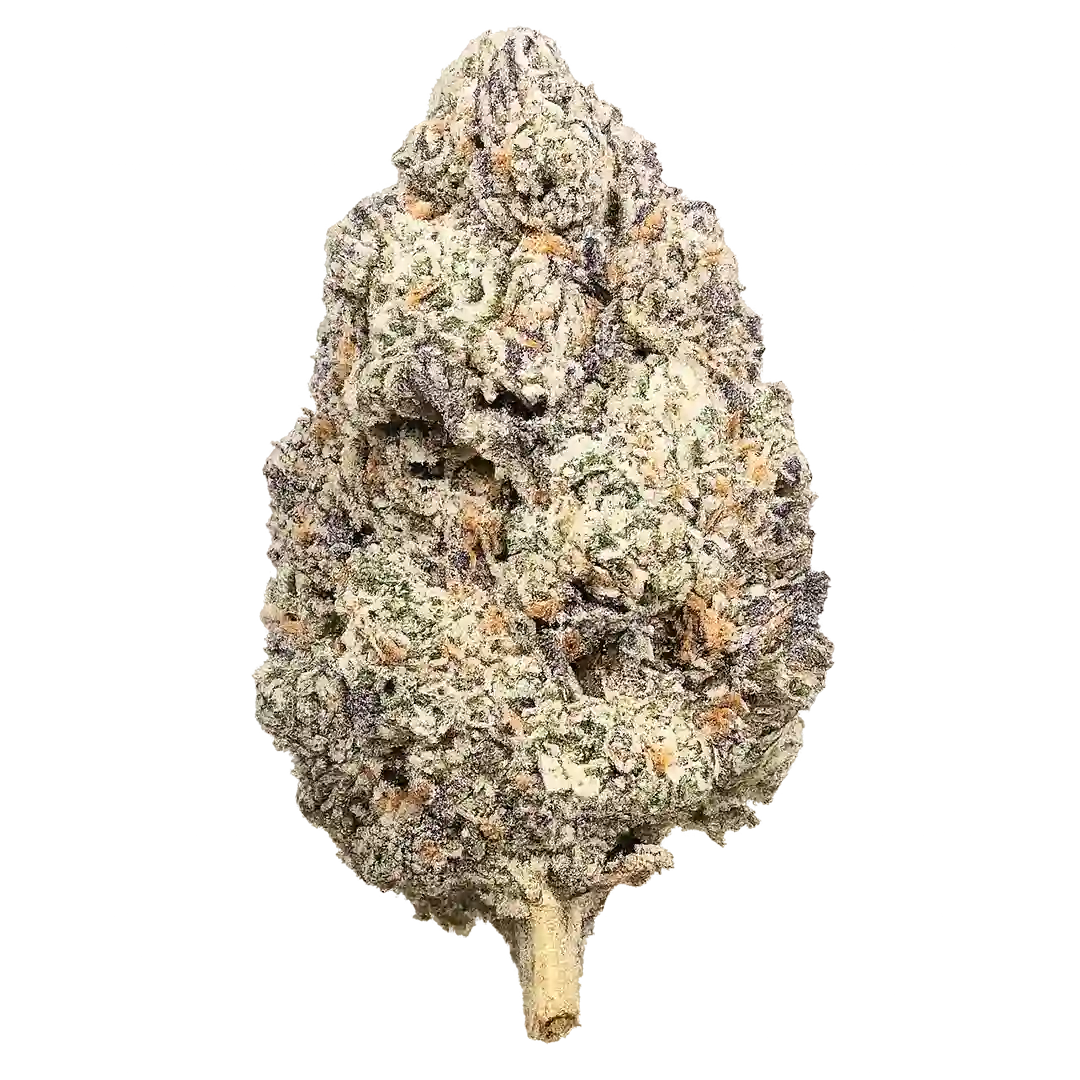 Glolato Weed Strain